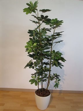 インテリアグリーン　フェイクグリーン　人工樹木　インテリア　栃木県家具　東京デザインセンター