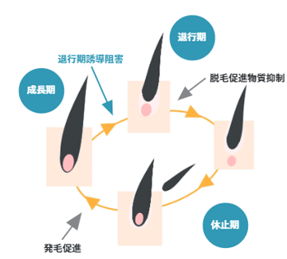 育毛メカニズム