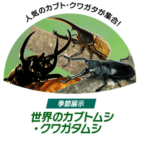 季節展示「世界のカブトムシ・クワガタムシ」