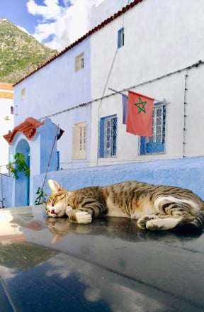 （写真中央の   赤色に緑の星印の旗は   モロッコの国旗です）  