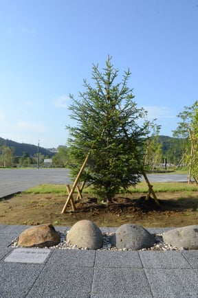 政宗公騎馬像移設記念植樹の独逸唐檜（ドイツトウヒ）。宮城県青年団連絡協議会が植樹。騎馬像を見守るシンボルツリーとして大きく育ってほしい。手前の石は、伊達家江戸屋敷（汐留）に庭石　　＃ドイツトウヒ　＃仙台藩屋敷　＃政宗公騎馬像