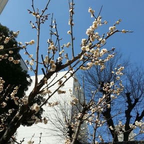 春よこい♪早くこい♪