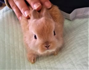 なでてスキンシップをする来年の干支のウサギ