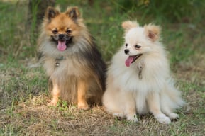 Couple de Spitz nains