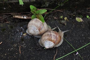 Caroles Herblogarium Schneckenfreunde