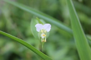しろばなツユクサ
