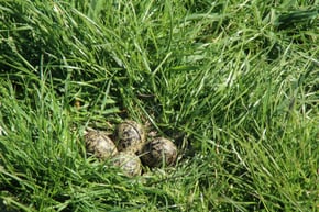 Ein perfekter Brutplatz? Bild: Silke Wissel/LKN.SH