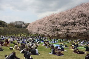 根岸森林公園の桜