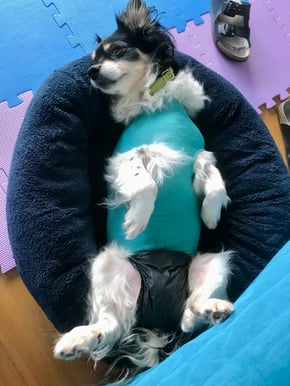 Minimaus schläft sich gesund