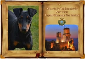 Bild, Hund, black and tan, Odin van de Posthoornwieke, New Titel, Jugend Champion San Marino
