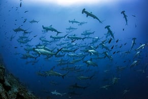 Whale Shark with a tiny diver in the front