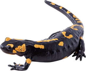 Image animaux detourée transparent sur fond blanc salamandre tachetee png