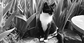 profi-texterin, konzentration, konzept, zuverlässig