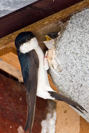 Mehlschwalbe an einer Nisthilfe mit Nachwuchs