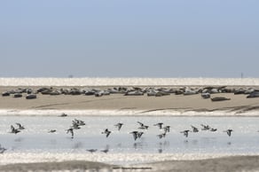 Somme groupes - Agence de voyages - Réceptif - Séjour - Journée - Groupe - Somme - Baie de Somme - Amiens - Randonnée - Baie de somme à pieds - Voir les phoques - Observer les phoques