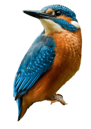 Image animaux detourée transparent sur fond blanc martin pêcheur png