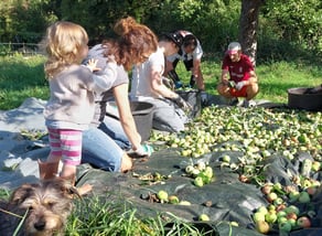 Apfelernte (Th. Staab)