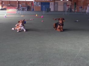 Platz bleib mit Ablenkung