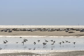 Somme Groupes - Voyages en groupes - Somme - Groupes - Réceptif - Séjour - Hauts de France - Baie de Somme - Randonnée - Phoques - Faune - Oiseaux - Marquenterre - Veaux-marins