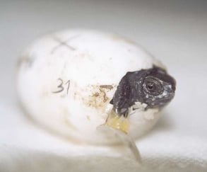 Schlüpfling Emys orbicularis