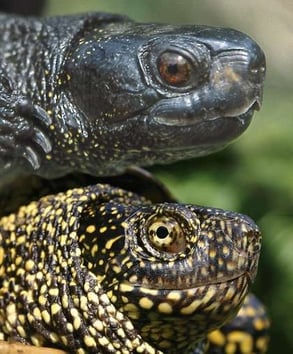 Merkmale der Emys Orbicularis