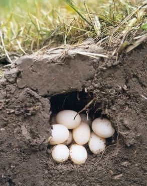 Eigrube der Emys orbicularis