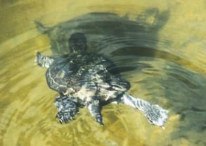 Paarung Emys Orbicularis