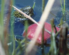 Fütterung der Emys Orbicularis