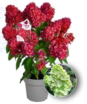 © Harries Plantdesign – Rispenhotensie Bloody Marie®