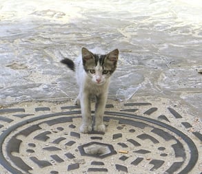 お腹がすいた・・・痩せっぽちな仔猫