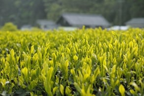 お茶畑のイメージ写真