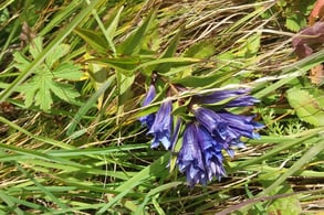 Kreuz-Enziane, Arbeitseinsatz Natur- und Vogelschutzverein Küttigen Rombach