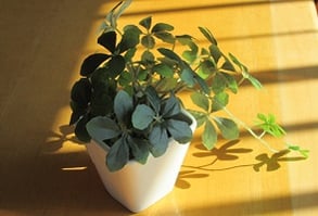 東京インテリア/東京デザインセンター/家具/インテリア/栃木県鹿沼市/観葉植物/グリーン