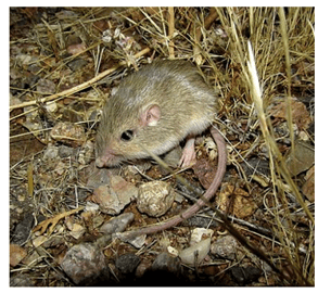  Perognathus flavus; source : Wikipédia