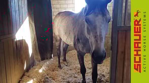Active Horse Pferdestallsysteme Referenzen Vorschaubild Strohmatic Boxenstall Ligges