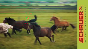 Active Horse stable systems preview image Active Horse Products Image Home