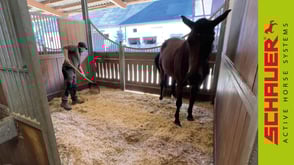 Active Horse Pferdestallsysteme Referenzen Vorschaubild Strohmatic Boxenstall Meersschaut