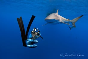 Indonesia colourful reefs, ©Pindito