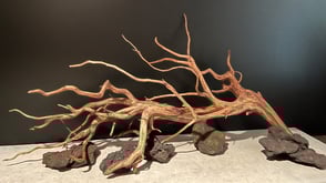 120センチならスマトラウッドもおすすめ