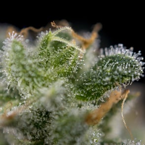 Radiant Reality Blog | Stress and High Cortisol | Nutritional-Support - CBD