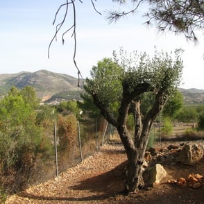 Uitrusten rondom de Finca olijfbomen vijgen kippen
