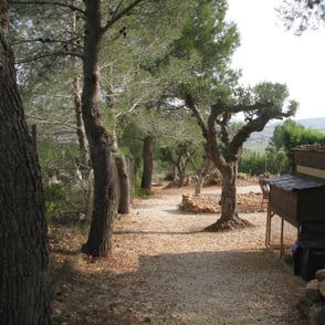 Uitrusten rondom de Finca olijfbomen vijgen kippen