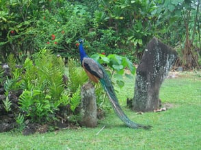 Burnout, Depression, Beziehungskrisen, Beratungsgespräche für Beruf, Körper, Geist, Seele, Ernährung, Kinderwunsch, Persönlichkeitsentwicklung, Krisenprävention, Mediitation, Buddhismus, Alltagsbewältigung, Ernährung, Gesundheitsfürsorge