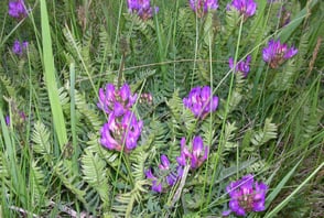 Dänischer Tragant (Astragalus danicus)  ©Hans Seitz