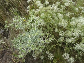 Saum mit Feldmannstreu und Sichelmöhre  ©Heinrich Beigel