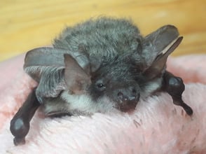 Graues Langohr  ©Jana Stepanek