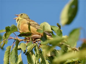 Ortolan  ©Pablo Baindl