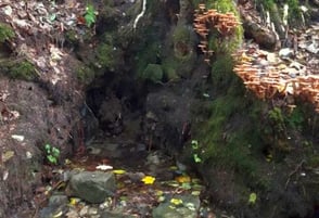 Renaturierte Quelle im Buttendorfer Wald  ©Maximilian Hetzer