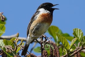 Schwarzkehlchen  ©Margareta Loscher, LBV