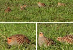  Rebhühner - Fotos: ©Paul Graf